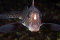 Rat Fish Royalty Free Stock Photo