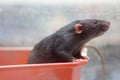Rat in a flower pot