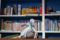 Rat in front of blurry book shelf . Book loving grey mouse with blue eyes .