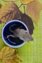 Rat in a glass. Mouse in a large mug close-up. Rodent in the dish Royalty Free Stock Photo