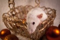 Rat in a golden basket