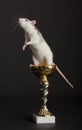 Rat is on golden Cup Royalty Free Stock Photo