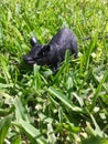 Rat in the grass
