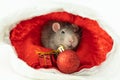 Rat gray and little sits with christmas toys ball and giftbox