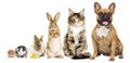 Rat and hamster and rabbit and cat and dog Royalty Free Stock Photo