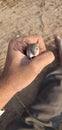 Rat in hand | rat ka bacha | rat chiled Royalty Free Stock Photo