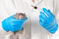 Dambo rat on the hands of a veterinarian on a white isolated background. Animal care