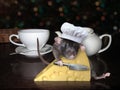 Rat in hat with cheese 2 Royalty Free Stock Photo
