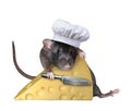 Rat in hat with cheese Royalty Free Stock Photo