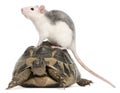 Rat and Hermann's tortoise, Testudo hermanni Royalty Free Stock Photo