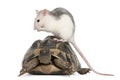 Rat and Hermann's tortoise, Testudo hermanni Royalty Free Stock Photo