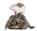 Rat and Hermann's tortoise, Testudo hermanni Royalty Free Stock Photo