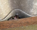 The rat hid in the space between the wooden beam and the roof tiles