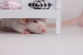 The rat is hiding under the bench. Little cute rats under the