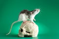 Rat on a human skull. Rodent isolated on a green background for inscription. Mouse and gnawed bones Royalty Free Stock Photo