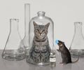 Rat injecting gray cat in glass flask Royalty Free Stock Photo