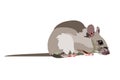 Rat isolate on white background, Mouse is rodents that cause dirt and may be carriers of disease