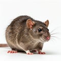 A rat isolated on a white background Royalty Free Stock Photo