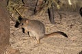 RAT KANGOUROU bettongia penicillata Royalty Free Stock Photo