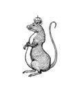 Rat king or mouse. Graphic wild animal. Hand drawn vintage sketch. Engraved grunge elements.