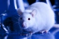 Rat in lab. Animal experiments