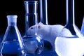 Rat in lab. Animal experiments