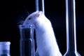 Rat in lab. Animal experiments