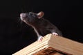 Rat in library