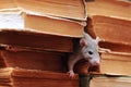 Rat in library