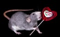 Rat Licking Lollipop