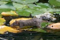 Rat on Lily leaves in water Royalty Free Stock Photo