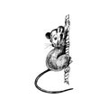 Rat with Long Tail as New Year Symbol Climbing Up the Rope Vector Illustration