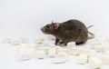 Rat with marmalade. Royalty Free Stock Photo