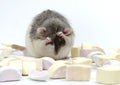 Rat with marmalade. Royalty Free Stock Photo