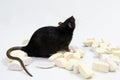 Rat with marmalade. Royalty Free Stock Photo