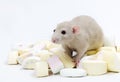 Rat with marmalade. Royalty Free Stock Photo