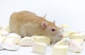 Rat with marmalade. Royalty Free Stock Photo