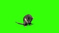 Rat Mice Sniff Mouse Green Screen 3D Rendering Animation