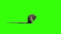 Rat Mice Sniff Mouse Side Green Screen 3D Rendering Animation