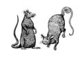 Rat or mouse. Graphic wild animal. Hand drawn vintage sketch. Engraved grunge elements.