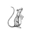 Rat or mouse. Graphic wild animal. Hand drawn vintage sketch. Engraved grunge elements.