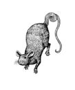 Rat or mouse. Graphic wild animal. Hand drawn vintage sketch. Engraved grunge elements.