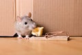 Rat, mousetrap and cheese Royalty Free Stock Photo