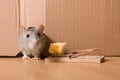 Rat, mousetrap and cheese Royalty Free Stock Photo