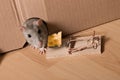 Rat, mousetrap and cheese Royalty Free Stock Photo