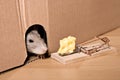 Rat, mousetrap and cheese Royalty Free Stock Photo