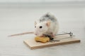 Rat and mousetrap with cheese. Pest control Royalty Free Stock Photo