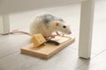 Rat and mousetrap with cheese. Pest control Royalty Free Stock Photo