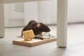 Rat and mousetrap with cheese. Pest control Royalty Free Stock Photo