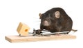 Rat and mousetrap with cheese on background. Pest control Royalty Free Stock Photo
